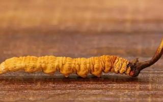 盤點(diǎn)冬蟲夏草的四大偽品！