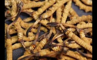 凍干的冬蟲夏草品質(zhì)如何！與新鮮的相比如何？