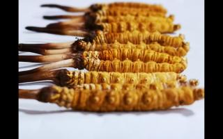 正宗高品質(zhì)冬蟲夏草怎么辨別？