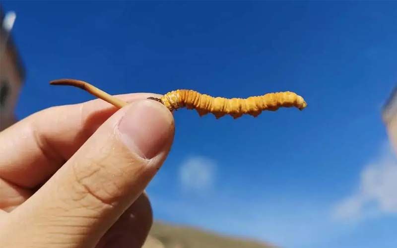 如何妥善保存新鮮的冬蟲夏草和干燥蟲草？