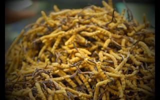 不同產(chǎn)地的冬蟲夏草有哪些不同點(diǎn)？