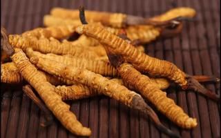 冬蟲(chóng)夏草有哪些使用禁忌？