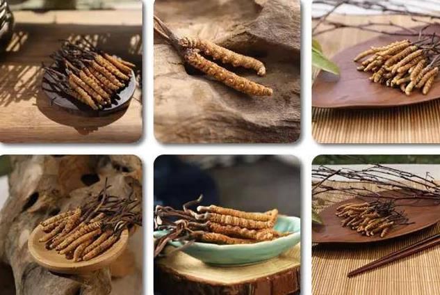 冬蟲夏草和白蟲草有什么區(qū)別？