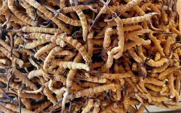 冬蟲夏草可以和番石榴一起吃嗎？