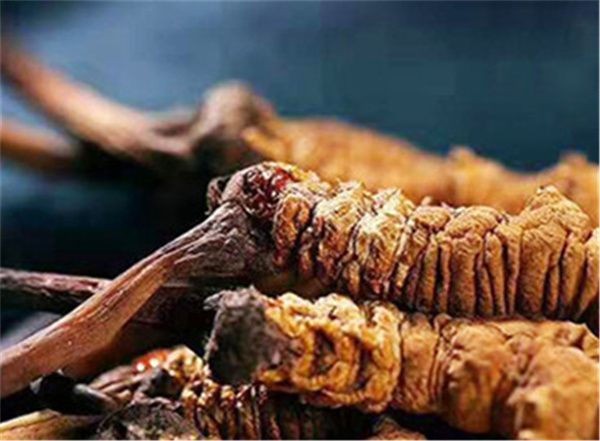 冬蟲夏草吃多了會(huì)不會(huì)上火？冬蟲夏草是一種溫補(bǔ)的草藥