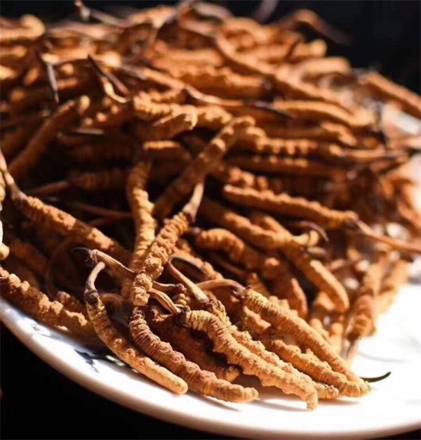 冬蟲夏草能存放多久？真空冷藏可以保存5年