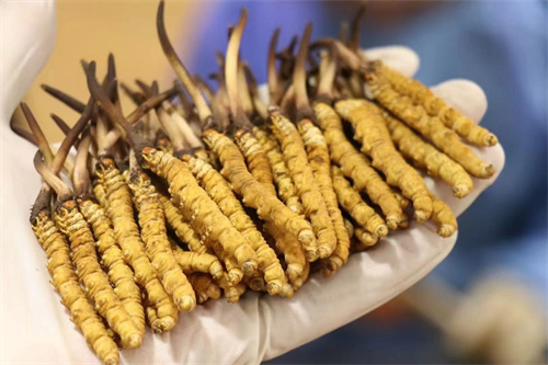 冬蟲(chóng)夏草可調(diào)節(jié)神經(jīng) 冬蟲(chóng)夏草對(duì)神經(jīng)有什么作用？