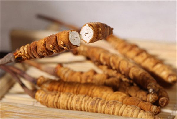 冬蟲(chóng)夏草怎么食用？冬蟲(chóng)夏草的食用指南