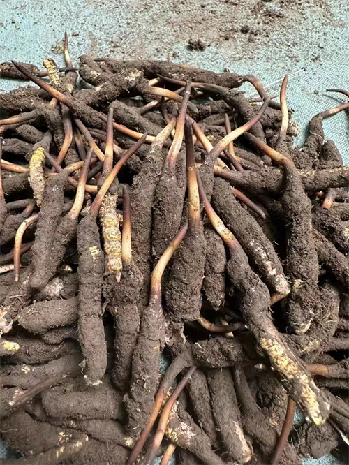 手術(shù)后能否食用冬蟲(chóng)夏草？專家解答與術(shù)后康復(fù)建議