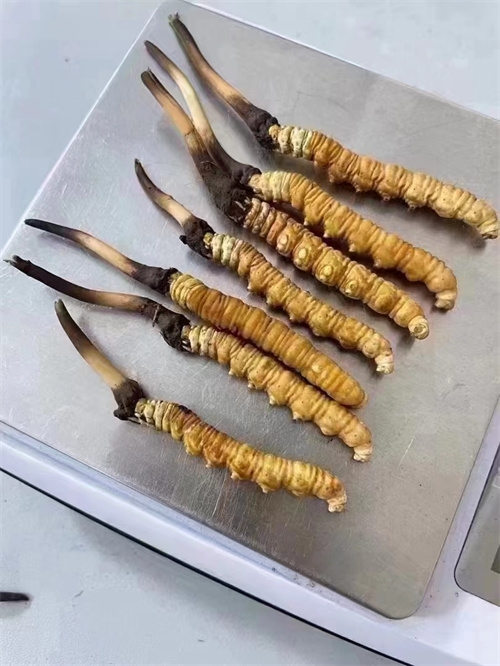 冬蟲夏草煮還是泡好？兩種食用方法的對比分析