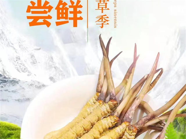 冬蟲夏草可以嫁接嗎？冬蟲夏草的形成過程極為特殊和復雜