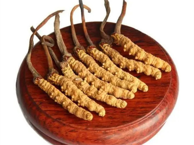 老人能吃冬蟲(chóng)夏草嗎？老年人食用冬蟲(chóng)夏草的4個(gè)好處