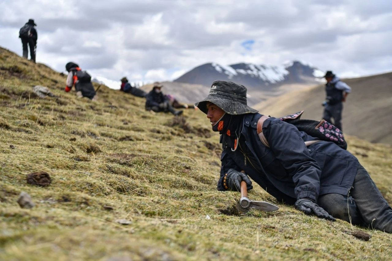 2.99萬(wàn)公斤！那曲市冬蟲(chóng)夏草產(chǎn)量創(chuàng)新高