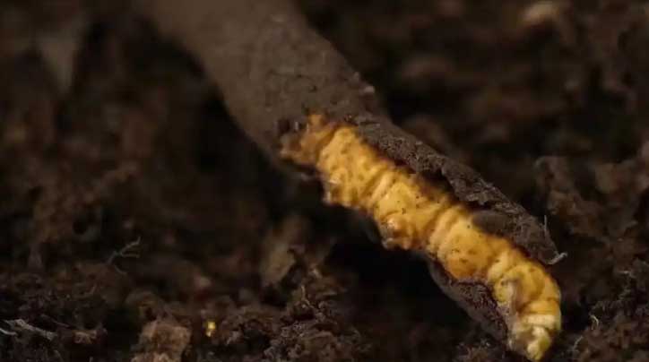 冬蟲夏草：高原之靈，健康之謎