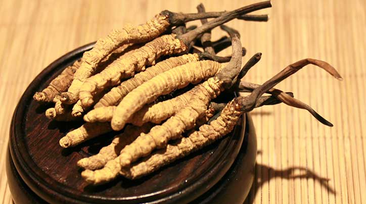 野生與人工冬蟲(chóng)夏草的辨別技巧