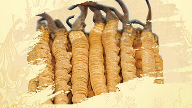 那曲蟲草買回家如何保存？這些小技巧要知道！