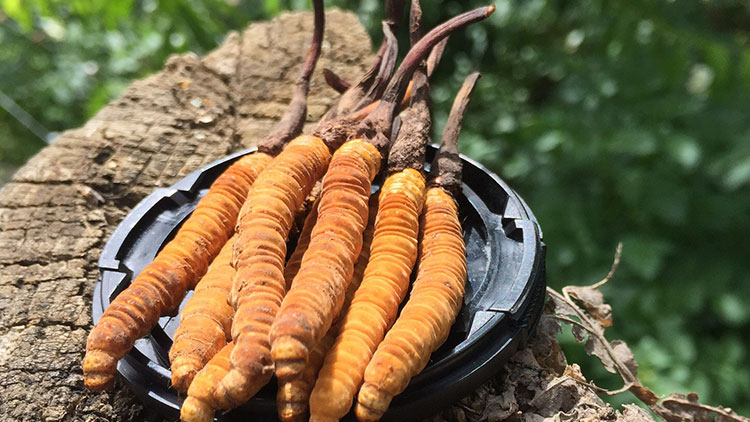 如何辨別優(yōu)質(zhì)那曲蟲草？掌握這幾招，輕松避開陷阱！