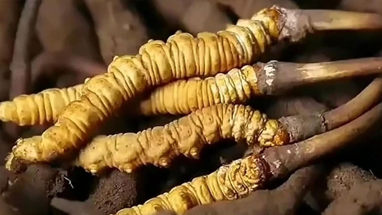  那曲蟲草市場亂象揭秘：如何避免買到假貨？