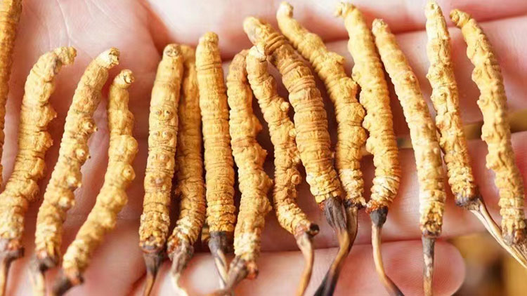 2025產地對鮮蟲草價格的影響