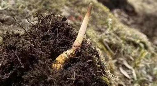  <a href=http://m.sdzhinong.com/xinxian/ target=_blank class=infotextkey>鮮冬蟲夏草</a>的多樣食用方法