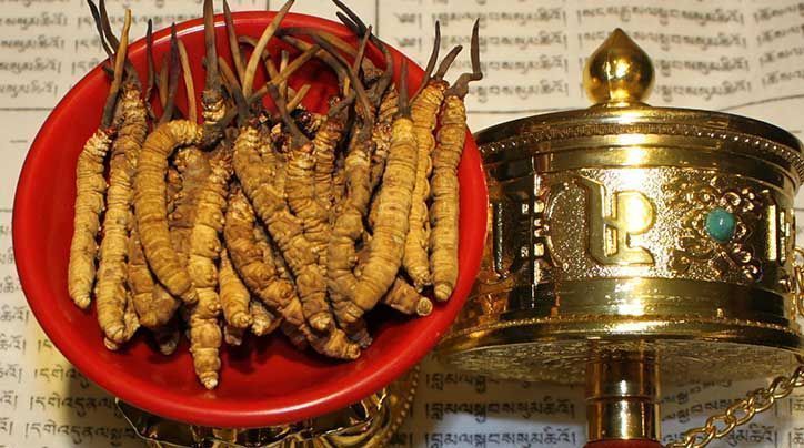 <a href=http://m.sdzhinong.com/ target=_blank class=infotextkey>那曲<a href=http://m.sdzhinong.com/ target=_blank class=infotextkey>冬蟲夏草</a></a>的有哪些藥用價(jià)值