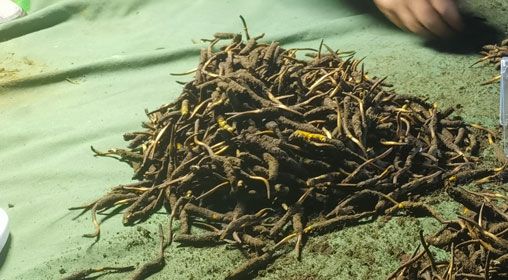 <a href=http://m.sdzhinong.com/xinxian/ target=_blank class=infotextkey>鮮冬蟲夏草</a>的正確食用方法指南