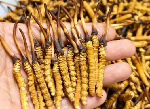 <a href=http://m.sdzhinong.com/sdph/zcw/ target=_blank class=infotextkey>珍草王冬蟲夏草</a>是真的嗎？