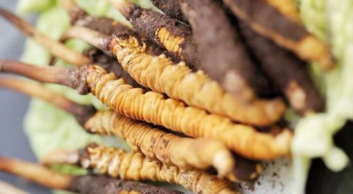 <a href=http://m.sdzhinong.com/xinxian/ target=_blank class=infotextkey>鮮冬蟲(chóng)夏草</a>功效與食用方法詳解