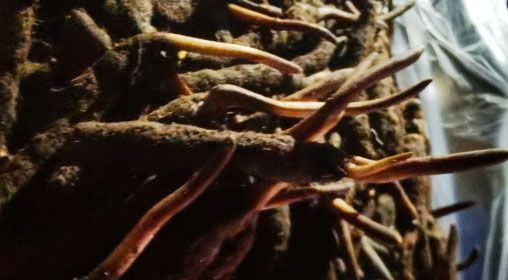 <a href=http://m.sdzhinong.com/xinxian/ target=_blank class=infotextkey>新<a href=http://m.sdzhinong.com/xinxian/ target=_blank class=infotextkey>鮮冬蟲夏草</a></a>的多種食用方法