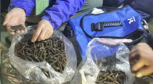 新鮮那曲蟲(chóng)草多少錢(qián)一根？揭秘冬蟲(chóng)夏草的價(jià)格密碼