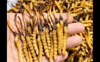 珍草王冬蟲夏草是真的嗎？揭秘珍稀藥材的真相