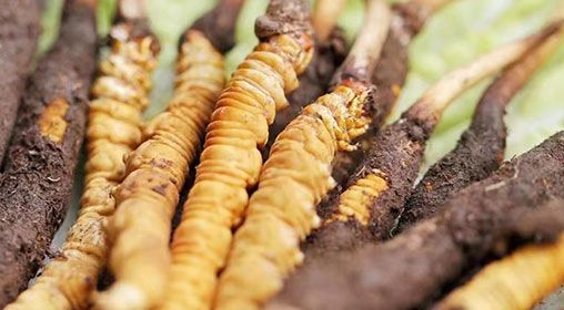 <a href=http://m.sdzhinong.com/xinxian/ target=_blank class=infotextkey>新<a href=http://m.sdzhinong.com/xinxian/ target=_blank class=infotextkey>鮮冬蟲夏草</a></a>怎么洗 