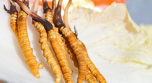 <a href=http://m.sdzhinong.com/xinxian/ target=_blank class=infotextkey>新<a href=http://m.sdzhinong.com/xinxian/ target=_blank class=infotextkey>鮮冬蟲夏草價(jià)格</a></a>  