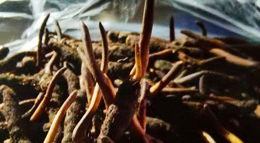 <a href=http://m.sdzhinong.com/xinxian/ target=_blank class=infotextkey>新<a href=http://m.sdzhinong.com/xinxian/ target=_blank class=infotextkey>鮮冬蟲(chóng)夏草</a></a>營(yíng)養(yǎng)有哪些呢