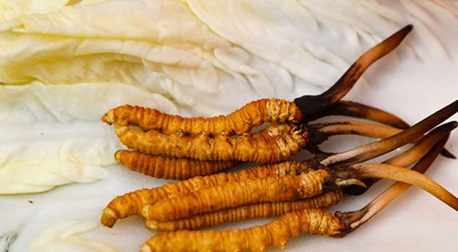 那曲雪域<a href=http://m.sdzhinong.com/xinxian/ target=_blank class=infotextkey>新<a href=http://m.sdzhinong.com/xinxian/ target=_blank class=infotextkey>鮮冬蟲夏草</a></a>