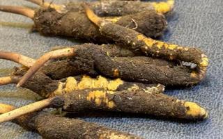 新鮮冬蟲(chóng)夏草壞了：原因、識(shí)別與應(yīng)對(duì)策略