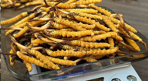 <a href=http://m.sdzhinong.com/s/brxcc target=_blank class=infotextkey>比如縣冬蟲夏草</a>新鮮度