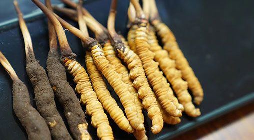 魚翅與<a href=http://m.sdzhinong.com/xinxian/ target=_blank class=infotextkey>新<a href=http://m.sdzhinong.com/xinxian/ target=_blank class=infotextkey>鮮冬蟲夏草</a></a>