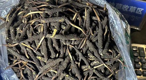 <a href=http://m.sdzhinong.com/xinxian/ target=_blank class=infotextkey>新<a href=http://m.sdzhinong.com/xinxian/ target=_blank class=infotextkey>鮮冬蟲夏草</a></a>出售