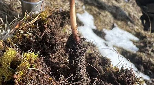 <a href=http://m.sdzhinong.com/xinxian/ target=_blank class=infotextkey>新<a href=http://m.sdzhinong.com/xinxian/ target=_blank class=infotextkey>鮮冬蟲夏草</a></a>存放