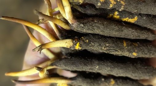 <a href=http://m.sdzhinong.com/xinxian/ target=_blank class=infotextkey>新<a href=http://m.sdzhinong.com/xinxian/ target=_blank class=infotextkey>鮮冬蟲夏草</a></a>晾曬 