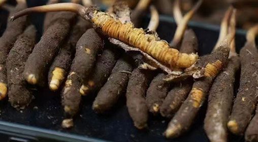 <a href=http://m.sdzhinong.com/xinxian/ target=_blank class=infotextkey>新<a href=http://m.sdzhinong.com/xinxian/ target=_blank class=infotextkey>鮮冬蟲夏草</a></a>發(fā)貨 