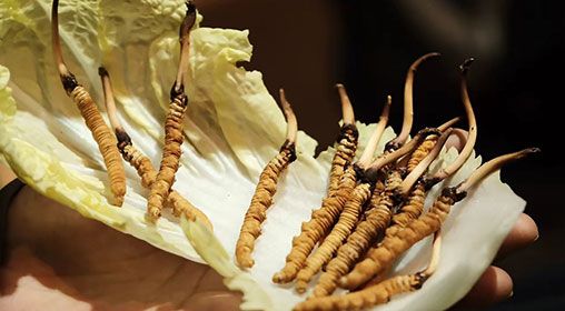 冷藏<a href=http://m.sdzhinong.com/xinxian/ target=_blank class=infotextkey>新<a href=http://m.sdzhinong.com/xinxian/ target=_blank class=infotextkey>鮮冬蟲夏草</a></a>   