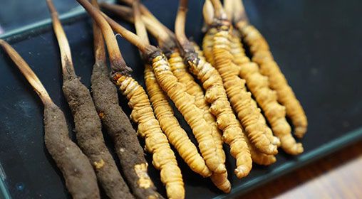 <a href=http://m.sdzhinong.com/xinxian/ target=_blank class=infotextkey>新<a href=http://m.sdzhinong.com/xinxian/ target=_blank class=infotextkey>鮮冬蟲夏草</a></a>做菜