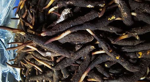 <a href=http://m.sdzhinong.com/xinxian/ target=_blank class=infotextkey>新<a href=http://m.sdzhinong.com/xinxian/ target=_blank class=infotextkey>鮮冬蟲夏草</a></a>產(chǎn)地