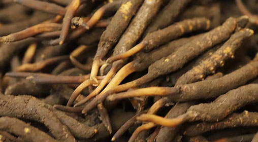 新鮮冬蟲夏草品質