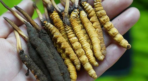 <a href=http://m.sdzhinong.com/xinxian/ target=_blank class=infotextkey>新<a href=http://m.sdzhinong.com/xinxian/ target=_blank class=infotextkey>鮮冬蟲夏草</a></a>服用