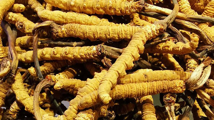 冬蟲夏草是什么味道？揭秘“軟黃金”的獨(dú)特風(fēng)味