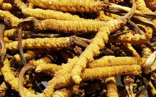 冬蟲夏草是什么味道？揭秘“軟黃金”的獨(dú)特風(fēng)味