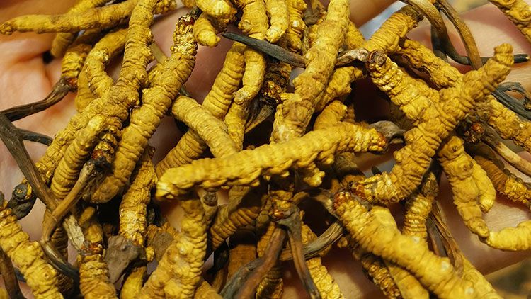 平陽冬蟲夏草市場在哪里？2024年最新采購指南